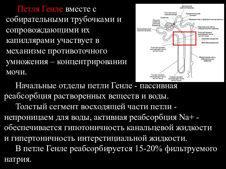 Петля Генле вместе с собирательными трубочками и сопровождающими их капиллярами участвует