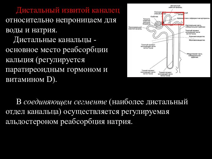 Дистальный извитой каналец относительно непроницаем для воды и натрия. Дистальные канальцы