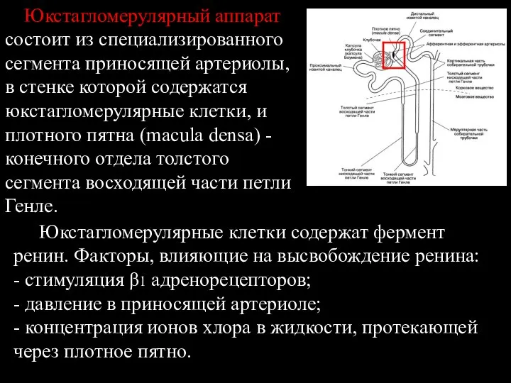 Юкстагломерулярный аппарат состоит из специализированного сегмента приносящей артериолы, в стенке которой