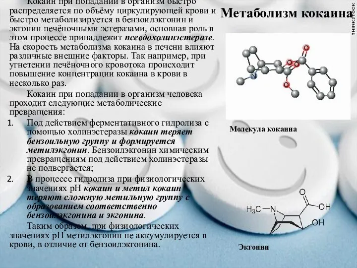 Метаболизм кокаина Молекула кокаина Кокаин при попадании в организм быстро распределяется