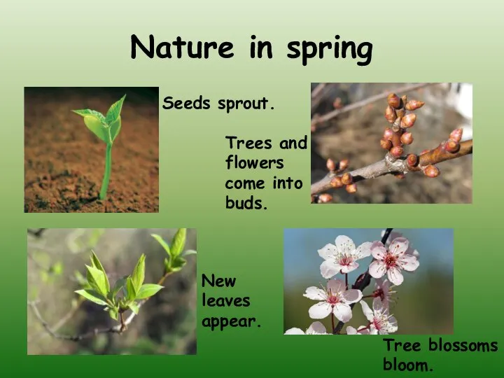 Nature in spring Seeds sprout. Tree blossoms bloom. Trees and flowers