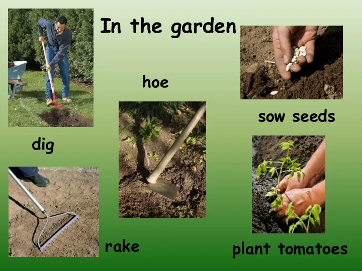 In the garden dig hoe rake sow seeds plant tomatoes