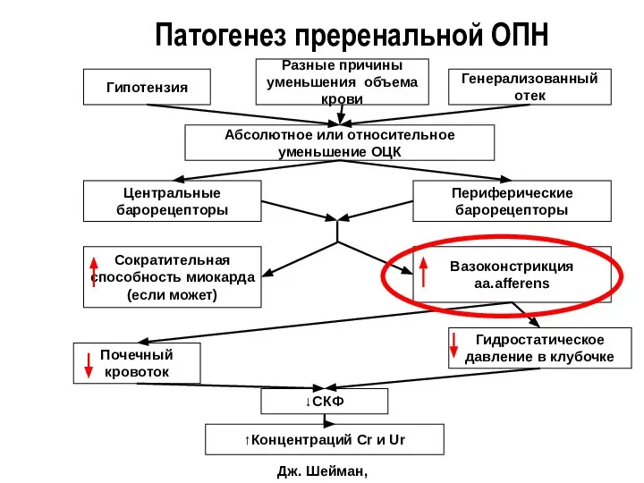 Патогенез преренальной ОПН Дж. Шейман, 1997 Гипотензия Разные причины уменьшения объема