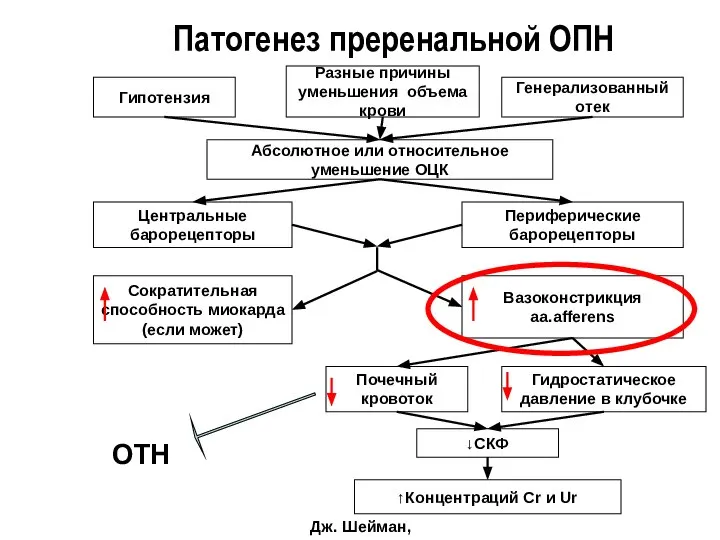 Патогенез преренальной ОПН Дж. Шейман, 1997 Гипотензия Разные причины уменьшения объема