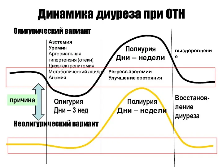 Динамика диуреза при ОТН Олигурия Дни – 3 нед Полиурия Дни