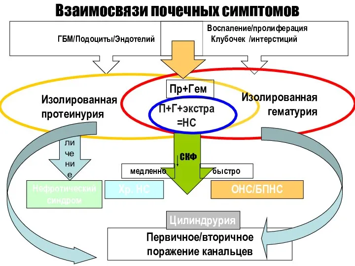 ГБМ/Подоциты/Эндотелий Воспаление/пролиферация Клубочек /интерстиций Изолированная протеинурия Изолированная гематурия П+Г+экстра =НС СКФ