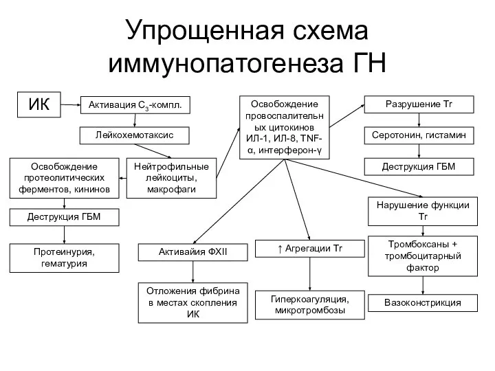 Упрощенная схема иммунопатогенеза ГН ИК Активация С3-компл. Лейкохемотаксис Нейтрофильные лейкоциты, макрофаги