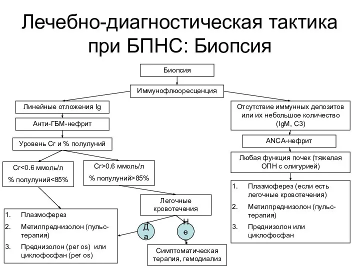 Лечебно-диагностическая тактика при БПНС: Биопсия Биопсия Иммунофлюоресценция Линейные отложения Ig Анти-ГБМ-нефрит