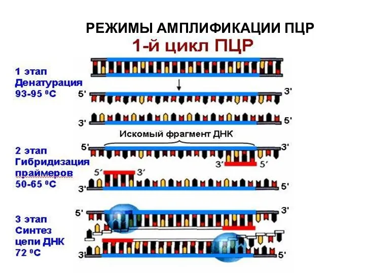 РЕЖИМЫ АМПЛИФИКАЦИИ ПЦР