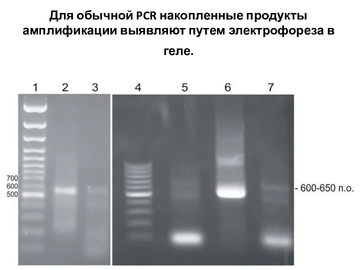 Для обычной PCR накопленные продукты амплификации выявляют путем электрофореза в геле.