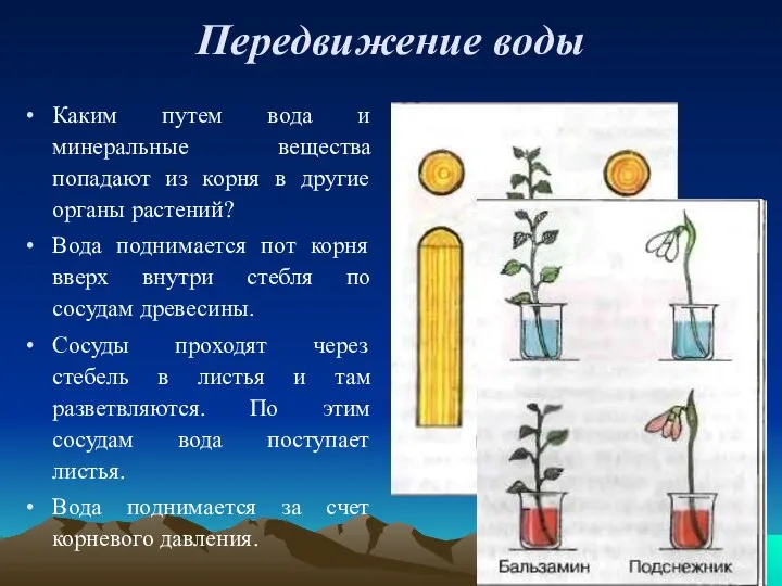 Передвижение воды Каким путем вода и минеральные вещества попадают из корня