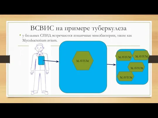 ВСВИС на примере туберкулеза у больных СПИД встречаются атипичные микобактерии, такие как Mycobacterium avium.