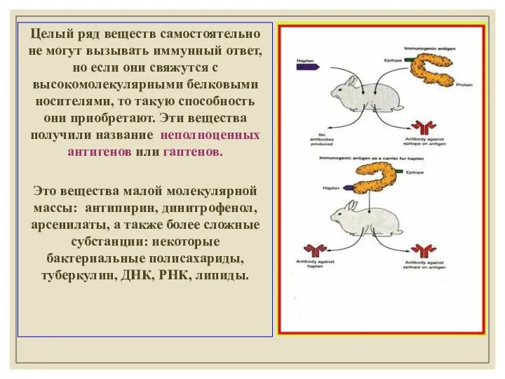 Целый ряд веществ самостоятельно не могут вызывать иммунный ответ, но если