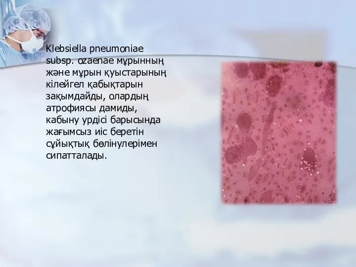 Klebsiella pneumoniae subsp. ozaenae мұрынның және мұрын қуыстарының кілейгел қабықтарын зақымдайды,