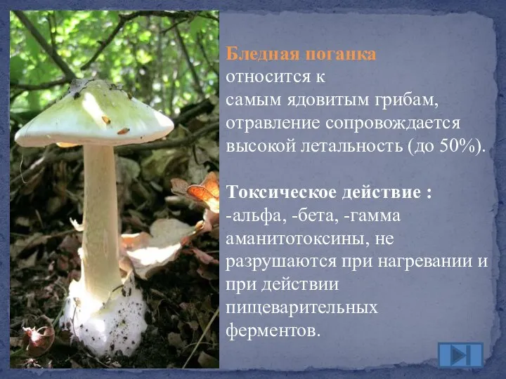 Бледная поганка относится к самым ядовитым грибам, отравление сопровождается высокой летальность