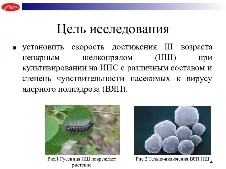 Цель исследования установить скорость достижения III возраста непарным шелкопрядом (НШ) при