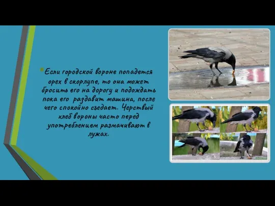 Если городской вороне попадется орех в скорлупе, то она может бросить