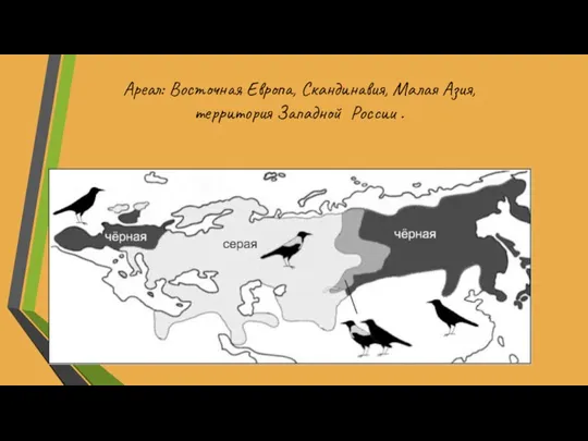 Ареал: Восточная Европа, Скандинавия, Малая Азия, территория Западной России .