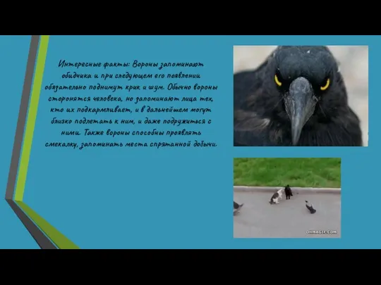 Интересные факты: Вороны запоминают обидчика и при следующем его появлении обязательно