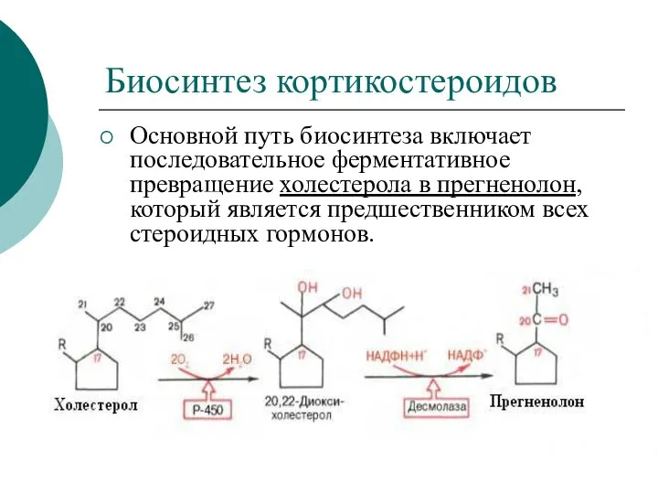 Биосинтез кортикостероидов Основной путь биосинтеза включает последовательное ферментативное превращение холестерола в