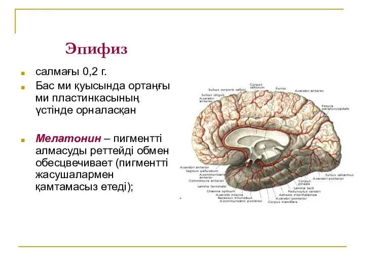 Эпифиз салмағы 0,2 г. Бас ми қуысында ортаңғы ми пластинкасының үстінде