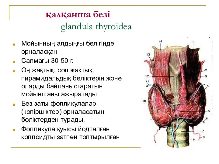 қалқанша безі glandula thyroidea Мойынның алдыңғы бөлігінде орналасқан Салмағы 30-50 г.