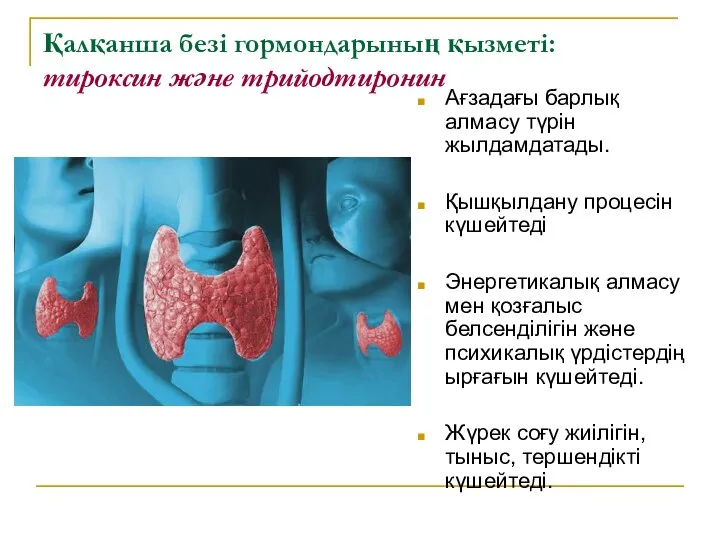 Қалқанша безі гормондарының қызметі: тироксин және трийодтиронин Ағзадағы барлық алмасу түрін