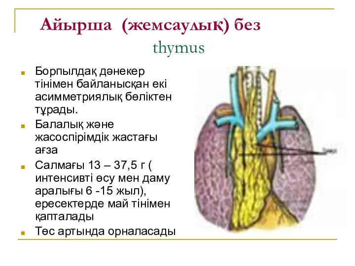 Айырша (жемсаулық) без thymus Борпылдақ дәнекер тінімен байланысқан екі асимметриялық бөліктен