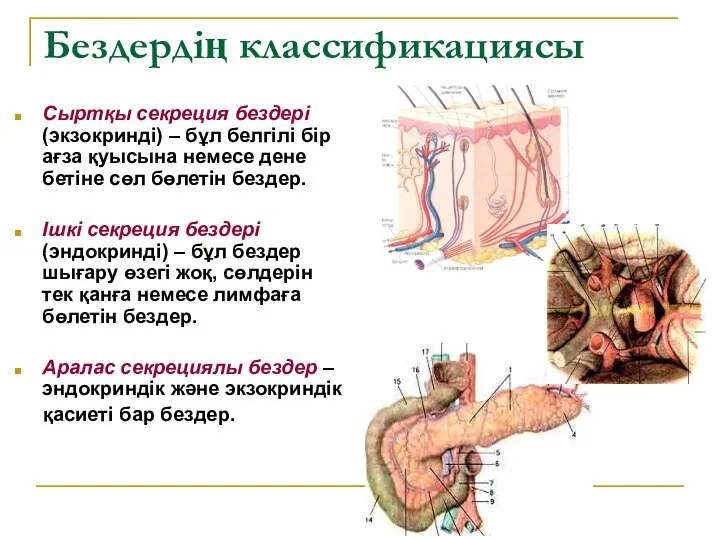 Бездердің классификациясы Сыртқы секреция бездері (экзокринді) – бұл белгілі бір ағза