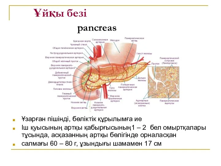 Ұйқы безі pancreas Ұзарған пішінді, бөліктік құрылымға ие Іш қуысының артқы