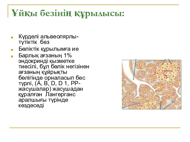 Ұйқы безінің құрылысы: Күрделі альвеолярлы-түтіктік без Бөліктік құрылымға ие Барлық ағзаның