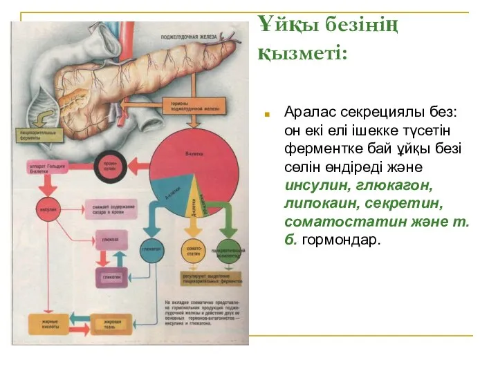 Ұйқы безінің қызметі: Аралас секрециялы без: он екі елі ішекке түсетін