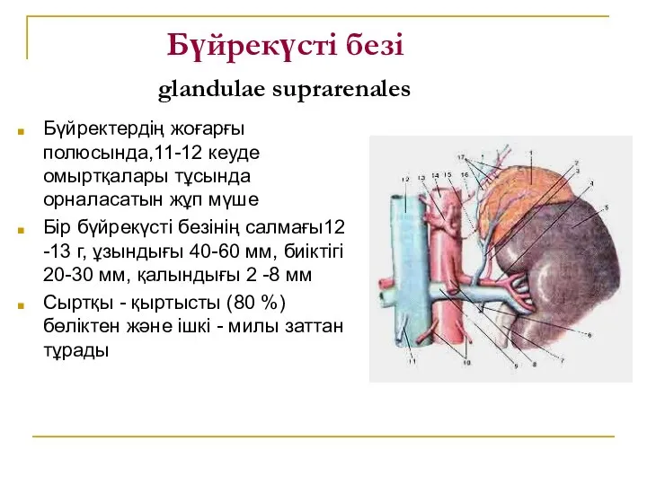 Бүйрекүсті безі glandulae suprarenales Бүйректердің жоғарғы полюсында,11-12 кеуде омыртқалары тұсында орналасатын
