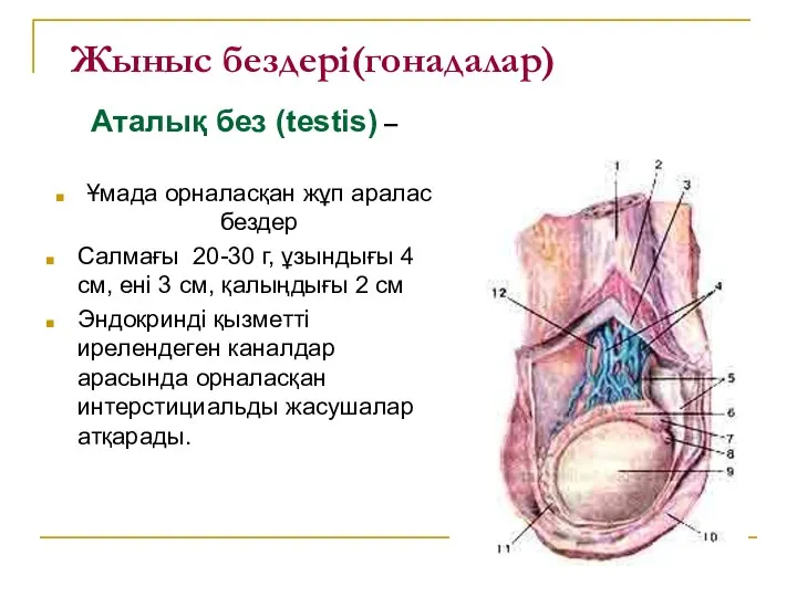 Жыныс бездері(гонадалар) Аталық без (testis) – Ұмада орналасқан жұп аралас бездер