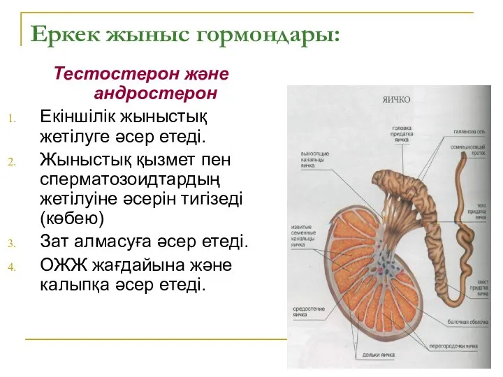 Еркек жыныс гормондары: Тестостерон және андростерон Екіншілік жыныстық жетілуге әсер етеді.