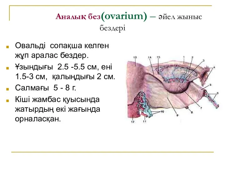 Аналық без(ovarium) – әйел жыныс бездері Овальді сопақша келген жұп аралас