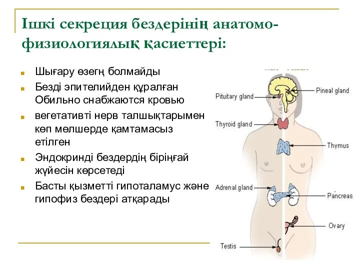 Ішкі секреция бездерінің анатомо-физиологиялық қасиеттері: Шығару өзегң болмайды Безді эпителийден құралған