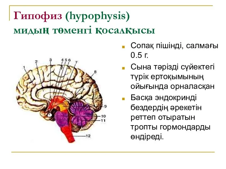 Гипофиз (hypophysis) мидың төменгі қосалқысы Сопақ пішінді, салмағы 0.5 г. Сына