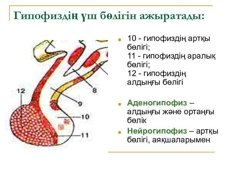 Гипофиздің үш бөлігін ажыратады: 10 - гипофиздің артқы бөлігі; 11 -