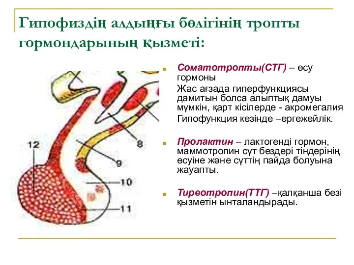 Гипофиздің алдыңғы бөлігінің тропты гормондарының қызметі: Соматотропты(СТГ) – өсу гормоны Жас