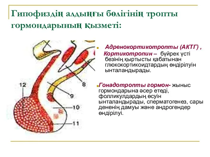 Гипофиздің алдыңғы бөлігінің тропты гормондарының қызметі: Адренокортикотропты (АКТГ) , Кортикотропин –