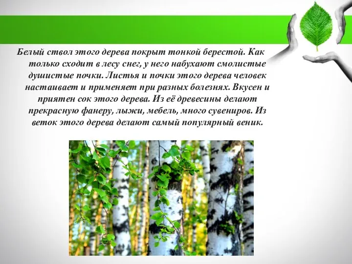 Белый ствол этого дерева покрыт тонкой берестой. Как только сходит в