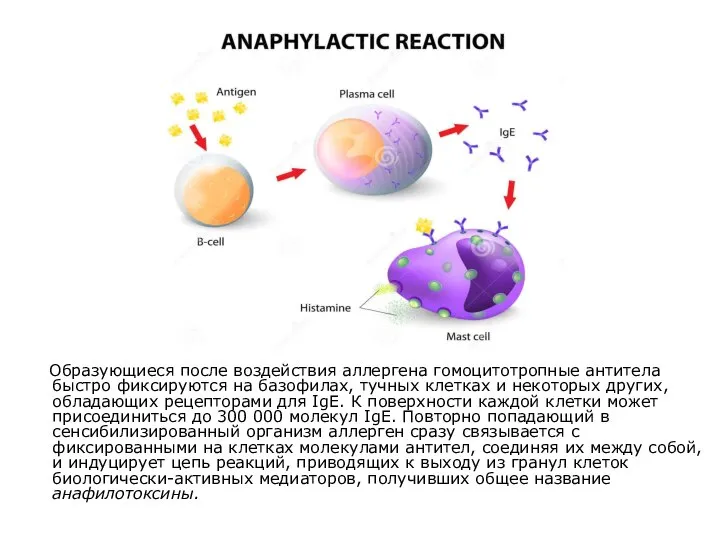 Образующиеся после воздействия аллергена гомоцитотропные антитела быстро фиксируются на базофилах, тучных
