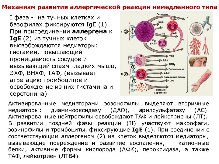 Механизм развития аллергической реакции немедленного типа I фаза - на тучных