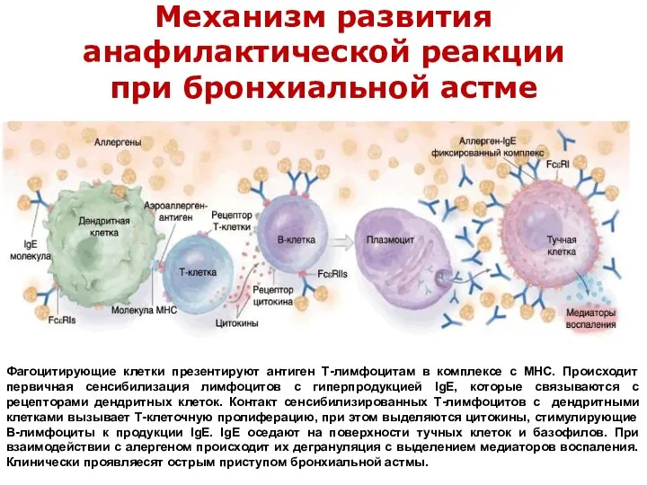 Механизм развития анафилактической реакции при бронхиальной астме Фагоцитирующие клетки презентируют антиген