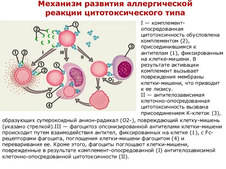 Механизм развития аллергической реакции цитотоксического типа образующих супероксидный анион-радикал (О2-), повреждающий