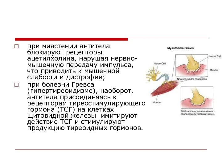 при миастении антитела блокируют рецепторы ацетилхолина, нарушая нервно-мышечную передачу импульса, что