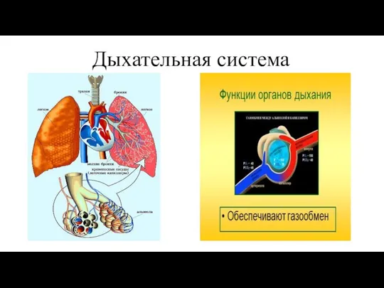 Дыхательная система