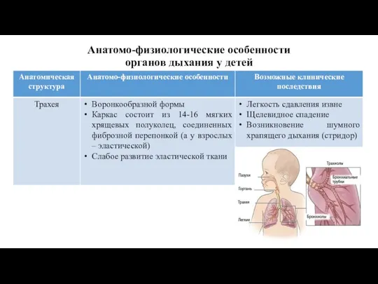 Анатомо-физиологические особенности органов дыхания у детей