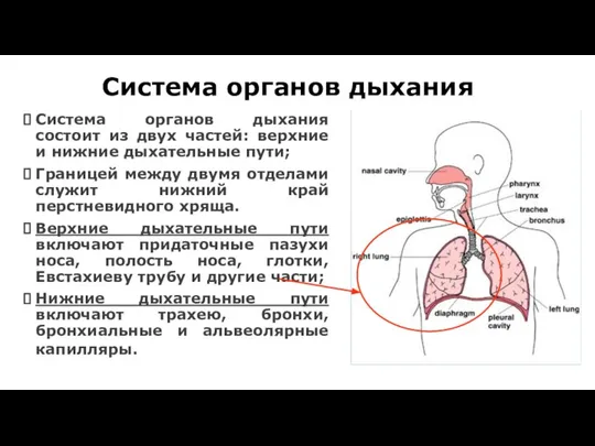 Система органов дыхания Система органов дыхания состоит из двух частей: верхние